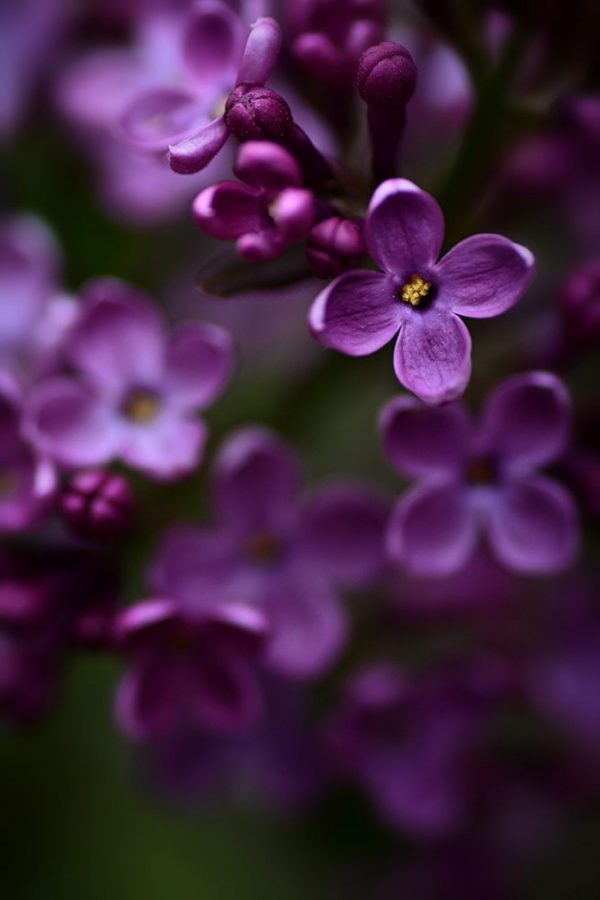 Portail Lilas