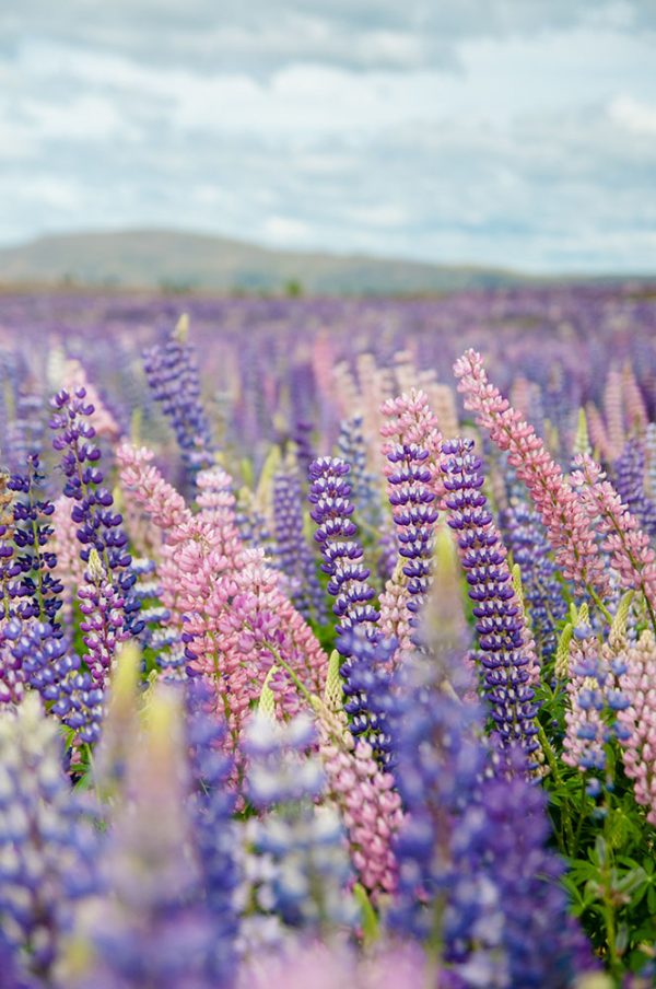 Fleur de Lupin